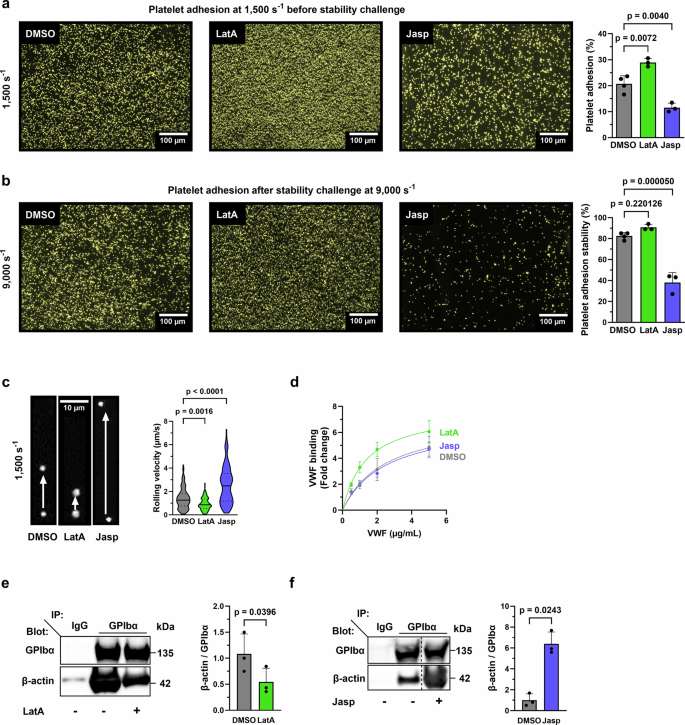 Fig. 1: Platelet-VWF interaction under shear requires F-actin disassembly to promote efficient platelet adhesion and stability.