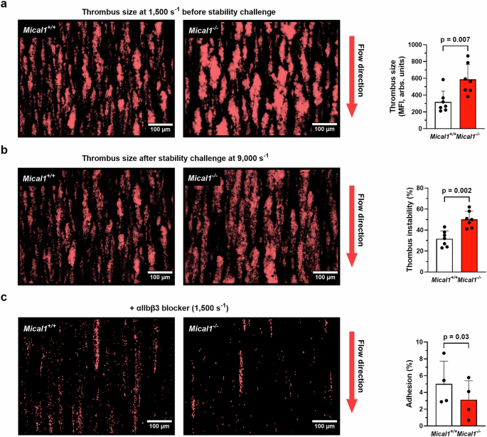 Fig. 4: MICAL1 is required for thrombi stability under high shear.