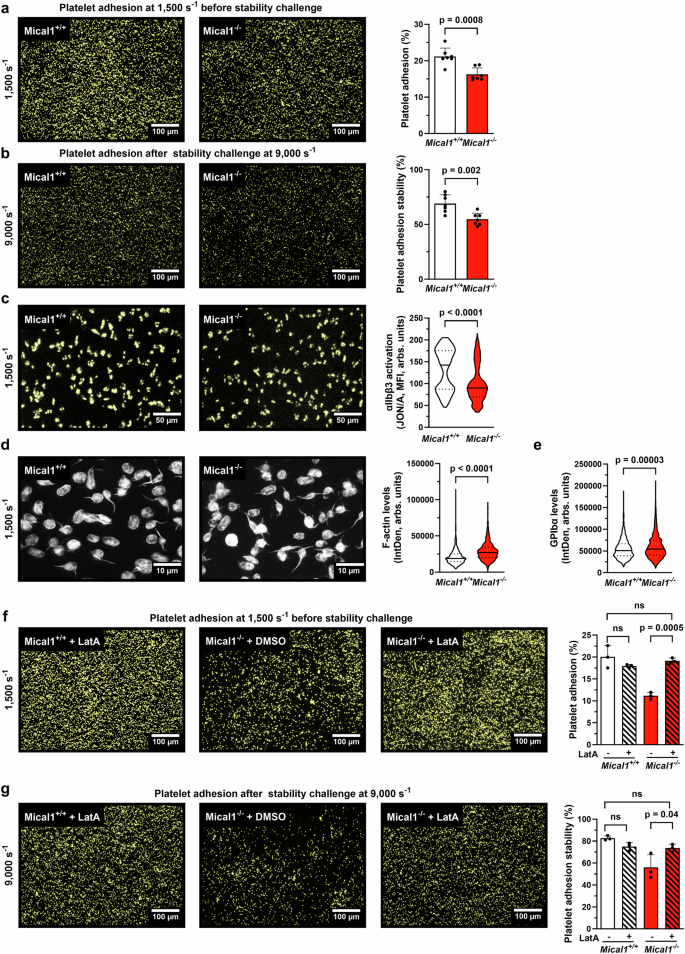 Fig. 5: Control of F-actin disassembly by MICAL1 supports shear-dependent platelet adhesion.