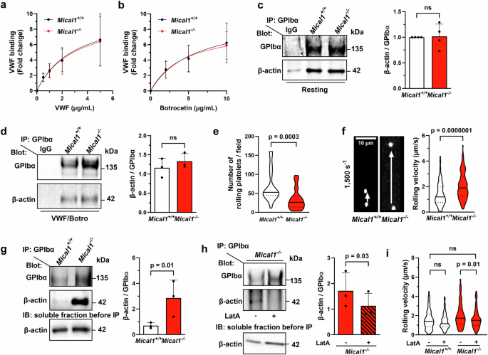 Fig. 7: MICAL1 promotes F-actin disassembly in the GPIb-IX-V complex in a mechano-sensitive manner, increasing GPIbα association with VWF.