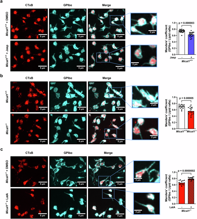 Fig. 8: MICAL1 induced F-actin disassembly in the GPIb-IX-V complex enable GPIbα translocation into lipid rafts.