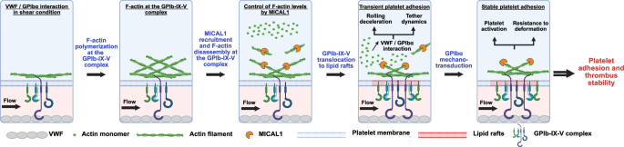 Fig. 9: F-actin disassembly by the oxidoreductase MICAL1 promotes mechano-dependent VWF-GPIbα interaction in platelets.