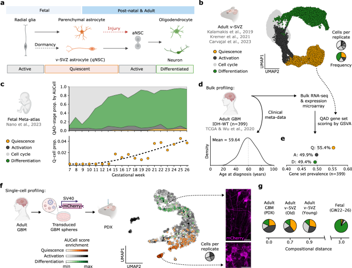 Fig. 1: ASA in the fetal and adult mammalian brain.