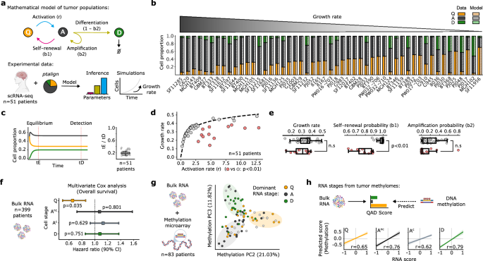 Fig. 3: ASA informs GBM growth dynamics, prognosis, and DNA methylation-based stratification.
