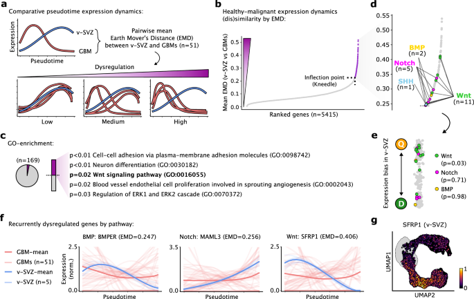 Fig. 4: Comparative analysis of expression dynamics reveals recurrently dysregulated pathways in GBM.