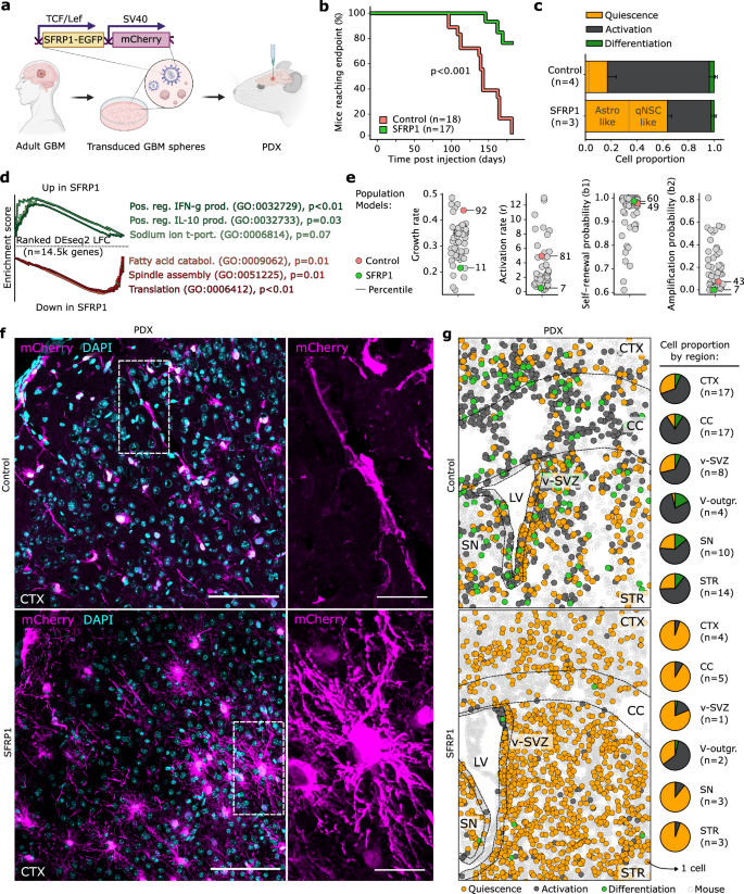 Fig. 6: Targeted disruption of ASA by SFRP1 renders the tumor quiescent.
