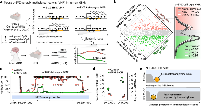 Fig. 7: Emergence of a conserved astrocyte-like methylome in GBM cells by SFRP1.