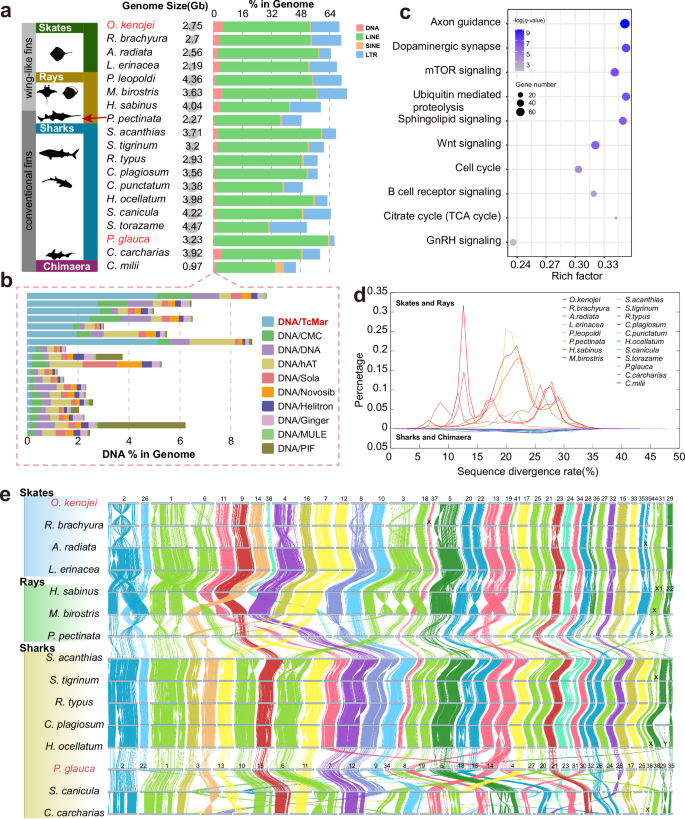 Fig. 1: Genomic characteristics of cartilaginous fishes.