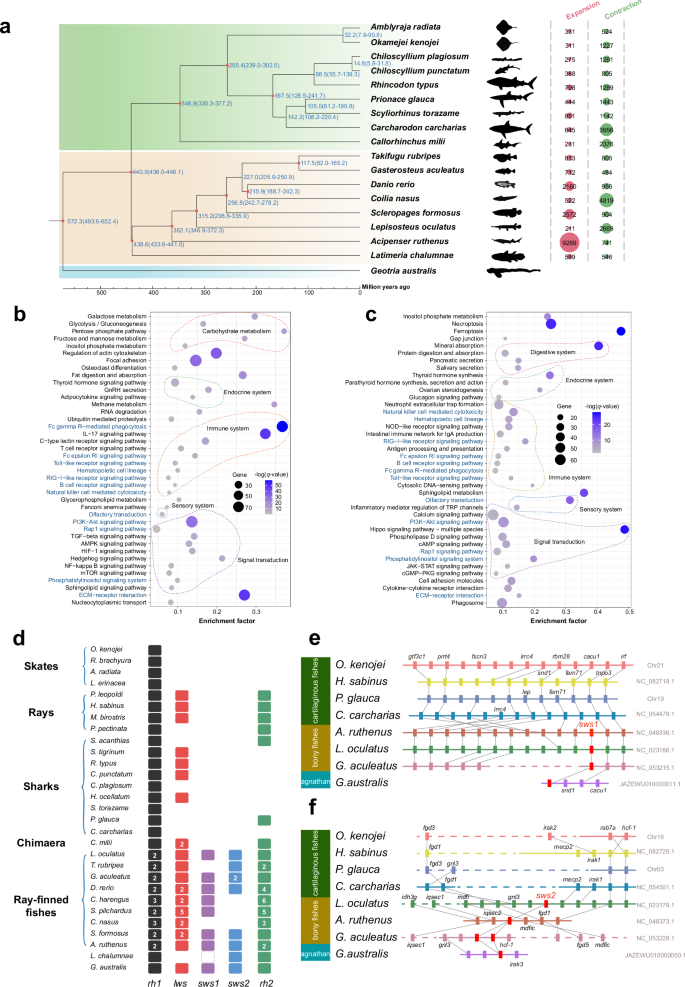 Fig. 2: Phylogeny and comparative genomics of cartilaginous fishes.