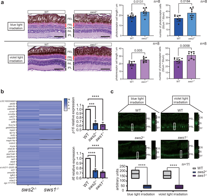 Fig. 3: SWS-dependent retina injury and cell aging in zebrafish eyes after shortwave light irradiation.