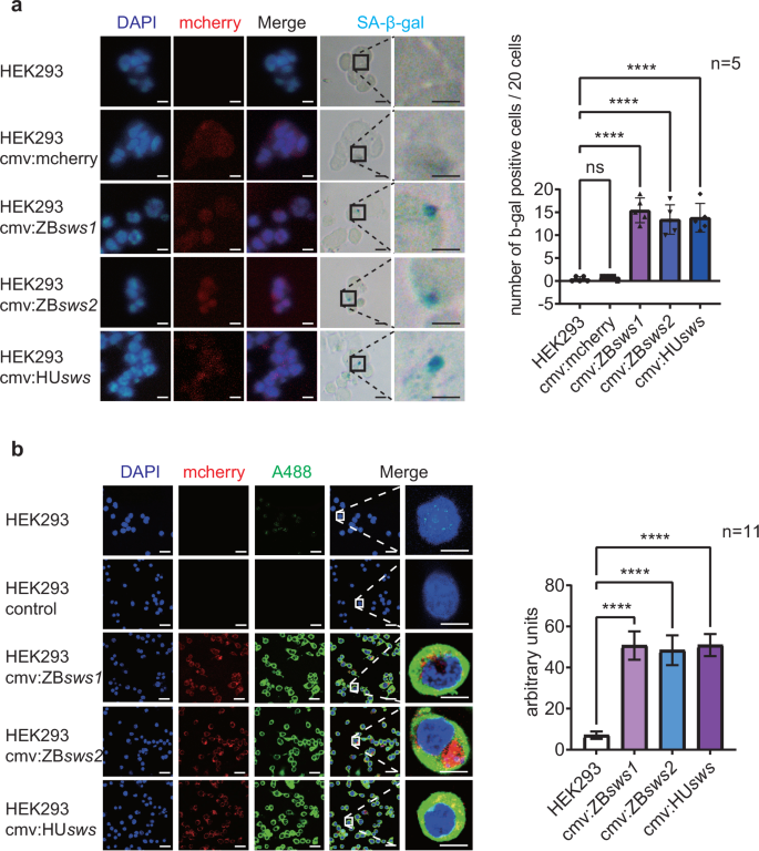 Fig. 4: Cell aging detection in sws-overexpressing HEK293 cells.