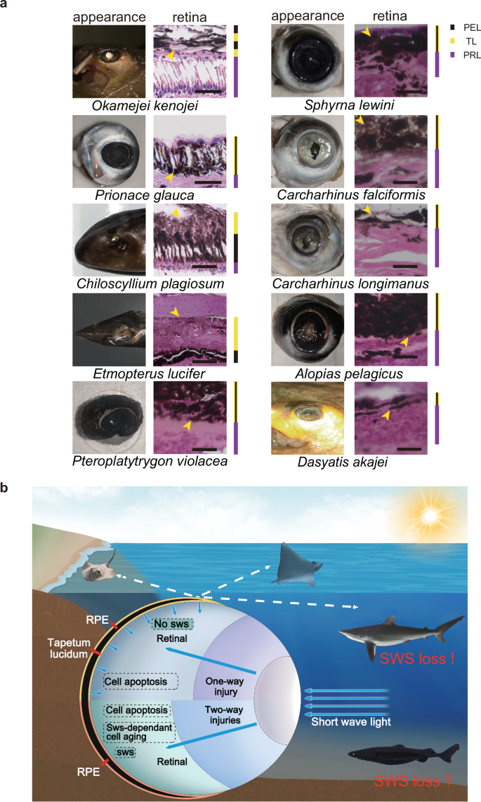Fig. 5: Relationship between tapetum lucidum and sws loss in cartilaginous fishes.