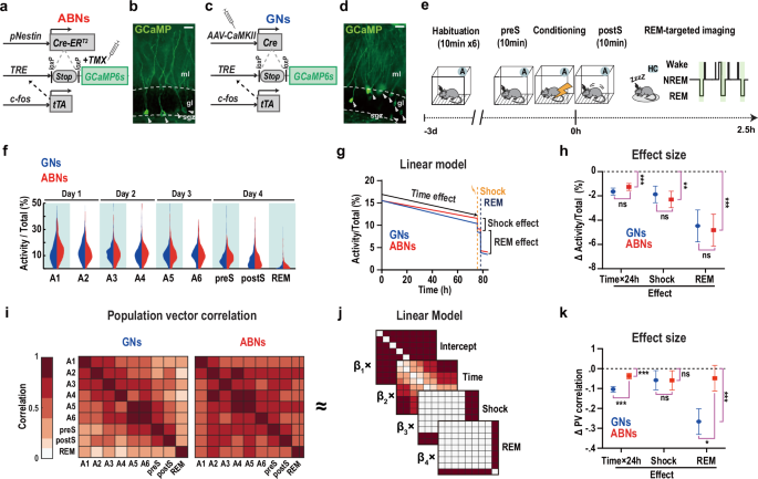 Fig. 1: Ca2+ activity of active ABNs and GNs during conditioning and sleep.
