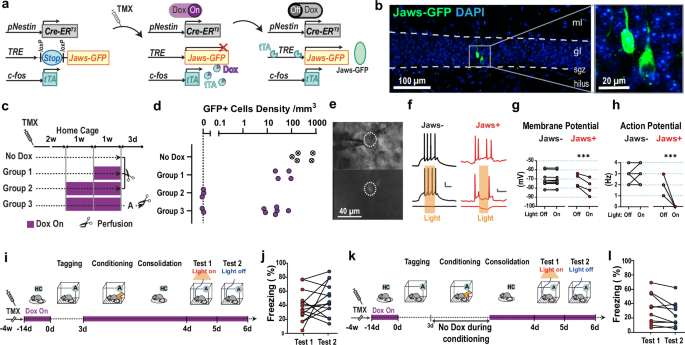 Fig. 2: Silencing tagged ABNs during memory retrieval does not impair memory.