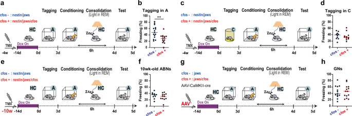 Fig. 3: Silencing context A-tagged ABNs during REM sleep impairs memory.