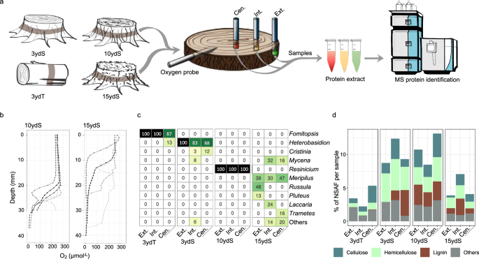 Fig. 1: Metaproteomic identification of fungi and their enzymes at different wood depths.