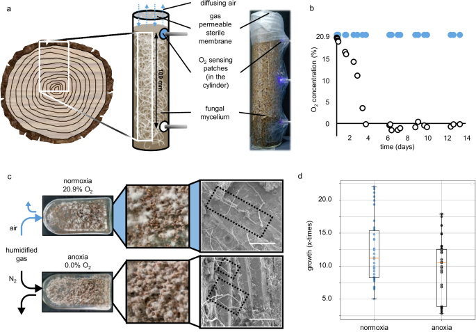 Fig. 2: Solid-state cultures of Fomitopsis pinicola in normoxia and anoxia.
