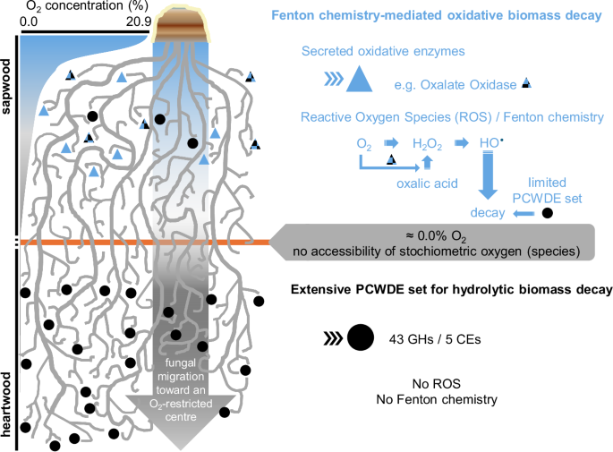 Fig. 5: Schematic model illustrating the penetration of Fomitopsis pinicola into the wood towards anoxic conditions.