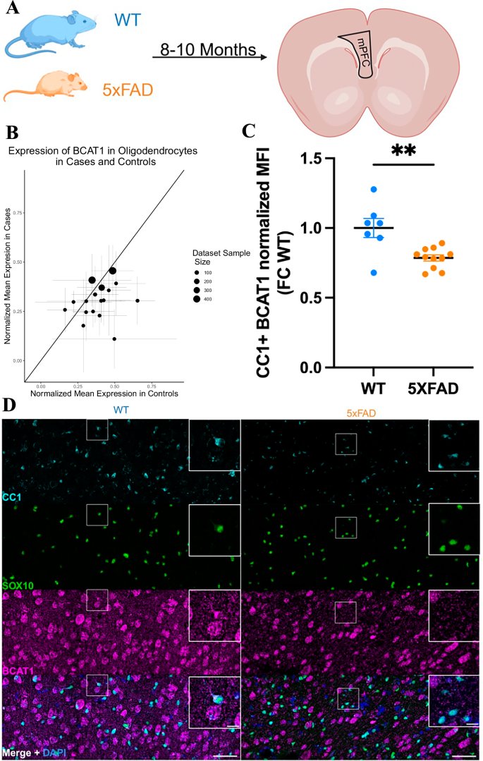Fig. 5: Experimental validation of a meta-analysis AD DEG in a mouse model.
