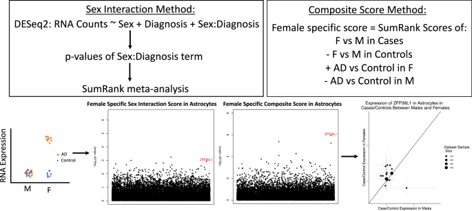 Fig. 6: Schematic of the two methods used for assessing sex-specific expressed genes.