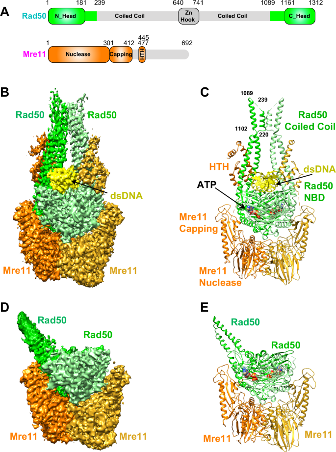 Fig. 1: Cryo-EM structures of S. cerevisiae MR-DNA complex.