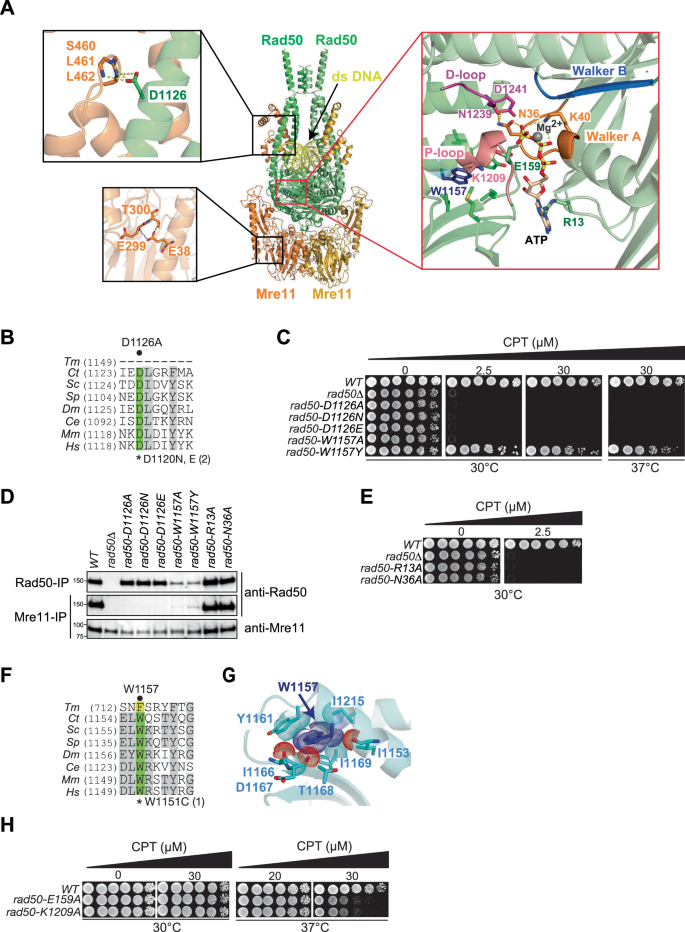 Fig. 3: Critical residues in Rad50 coiled coils and Rad50 ATPase domain mediating Mre11 and Rad50-Rad50 interactions.