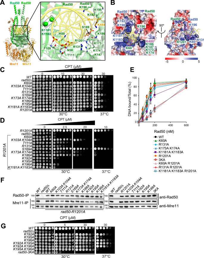 Fig. 4: Mutational assessment of Rad50 residues involved in interactions with the dsDNA phosphodiester backbone.