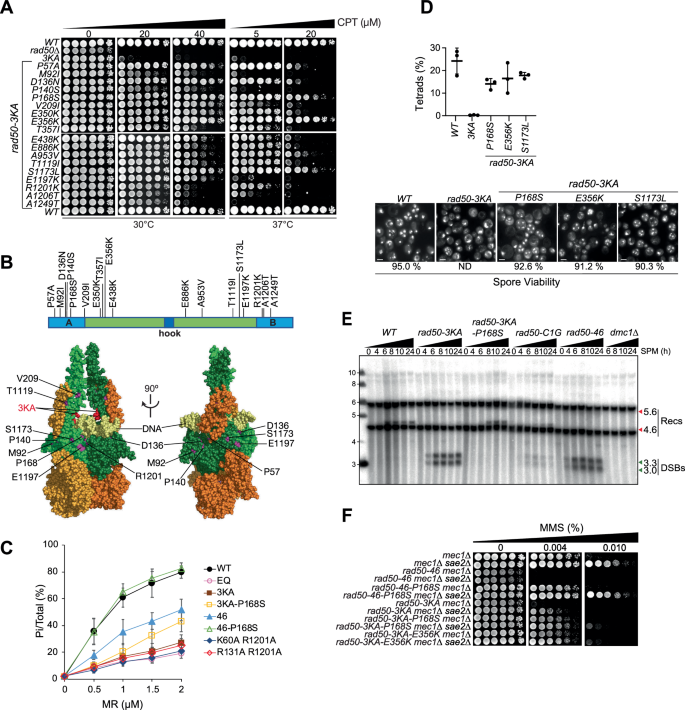 Fig. 5: Intragenic suppressors of rad50-3KA CPT-survival alleviate the Rad50-3KA ATPase defect.