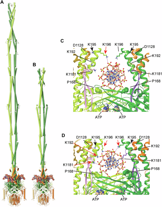Fig. 6: Full-length and truncated coiled-coil version of the dsDNA bound S. cerevisiae MR complex and details of MR-DNA interactions during MD simulation.
