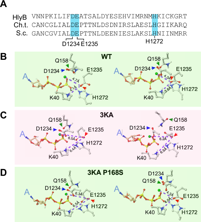 Fig. 7: Geometric characterization of residues promoting ATP hydrolysis.