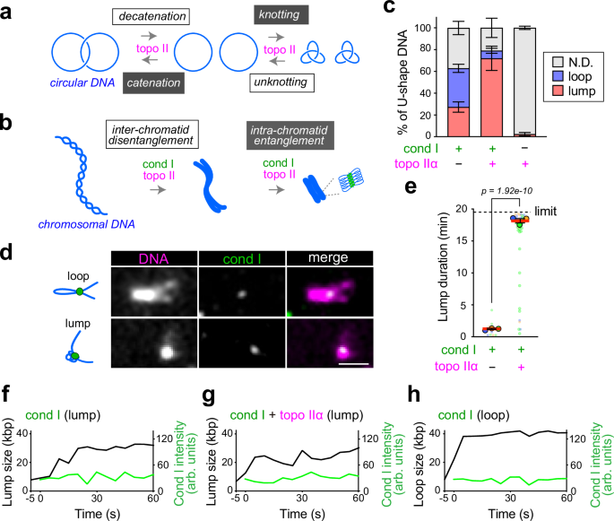 Fig. 1: Condensin I forms stable lumps in the presence of topoisomerase IIα.