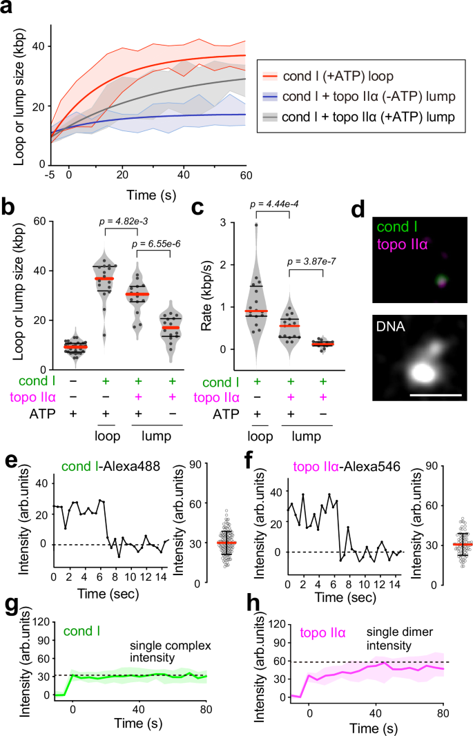 Fig. 2: Tracking of single DNA behaviors in the presence of condensin I and topo IIα.