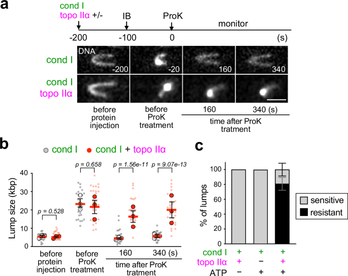 Fig. 3: Condensin I/topo IIα-mediated lumps are resistant to protease treatment.