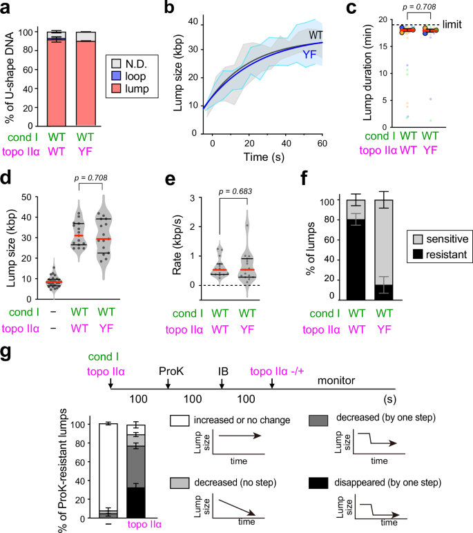Fig. 4: DNA strand passage by topo IIα is essential for protease-resistant lump formation.