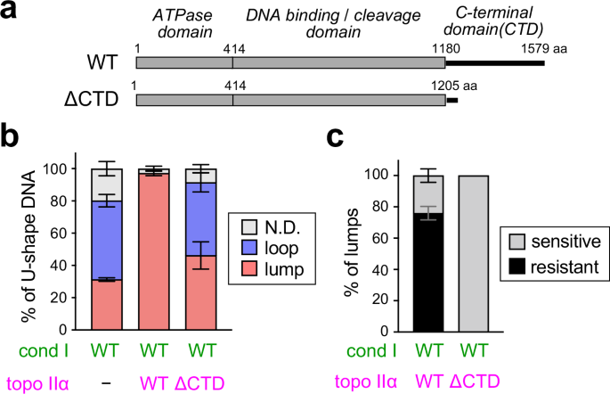 Fig. 5: The C-terminal domain of topo IIα is required for protease-resistant lump formation.