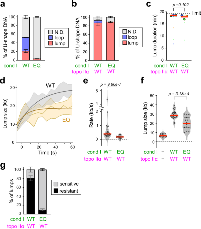 Fig. 6: ATP hydrolysis by condensin I strongly stimulates protease-resistant lump formation.