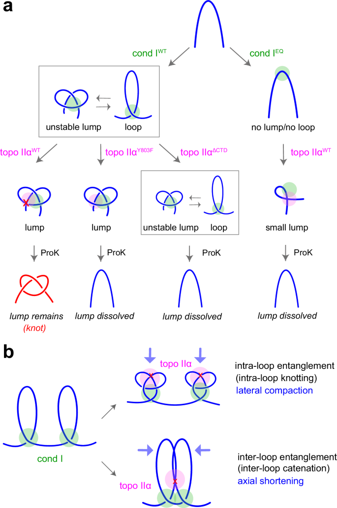 Fig. 7: Interplay between condensin I and topo IIα.