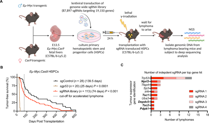 Fig. 1: In vivo genome-wide CRISPR/Cas9 gene knockout screen identifies candidate tumor suppressors.