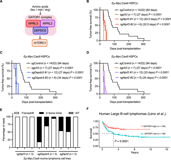Fig. 2: Validation of GATOR1 complex components as suppressors of Myc-driven lymphomagenesis in mice as well as in human MYC-driven lymphomas.