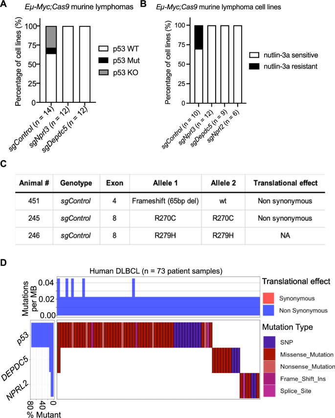 Fig. 3: GATOR1 deficiency obviates the pressure to lose p53 function during Myc-driven lymphomagenesis.