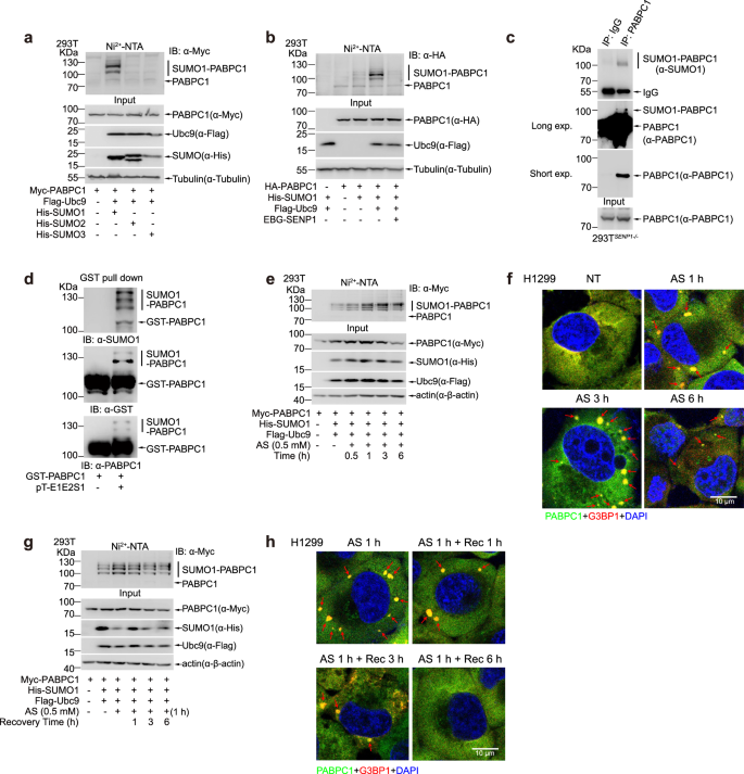 Fig. 1: PABPC1 is dynamically SUMOylated under stresses.