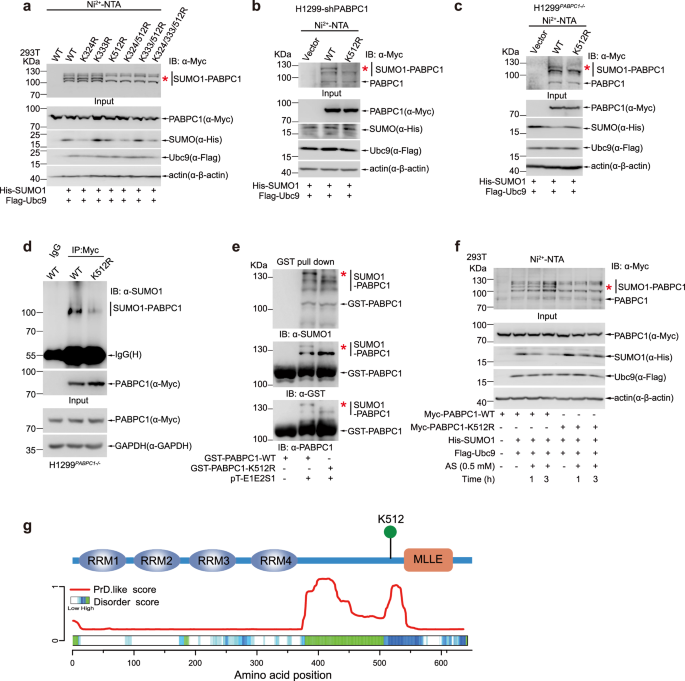 Fig. 2: K512 is the major SUMOylation site of PABPC1.
