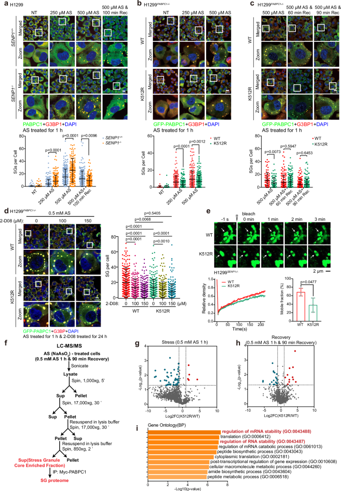 Fig. 3: PABPC1 SUMOylation promotes stress granule formation.