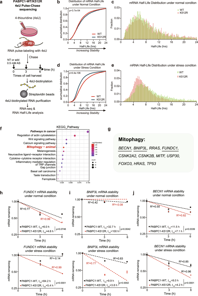 Fig. 4: SUMOylation of PABPC1 promotes mRNA stability under stress.