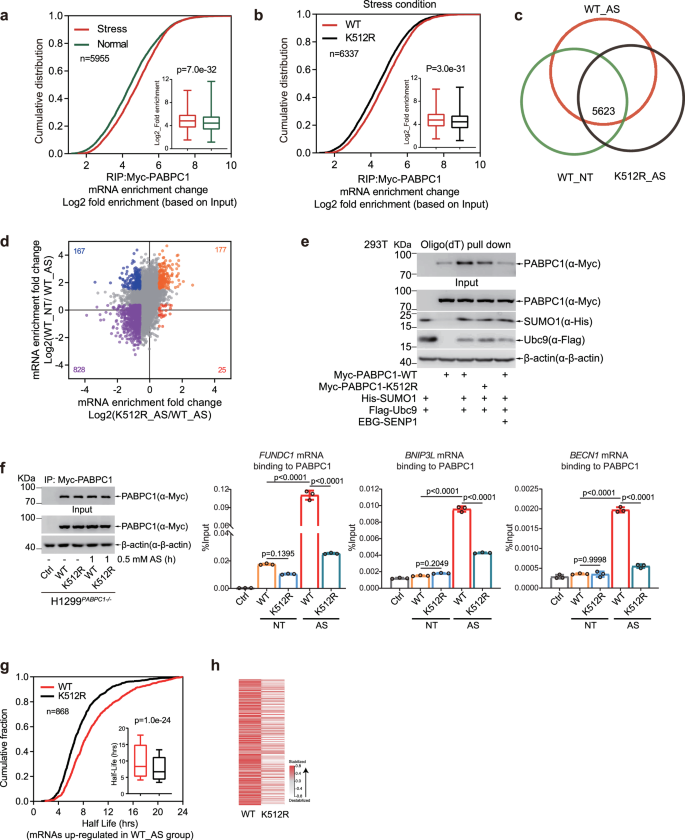 Fig. 5: SUMOylation of PABPC1 at K512 enhances its affinity with mRNA under stress.