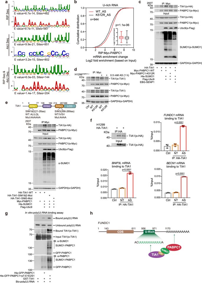 Fig. 6: The PABPC1-SUMO-TIA1 complex recruits U-rich mRNAs to SGs.