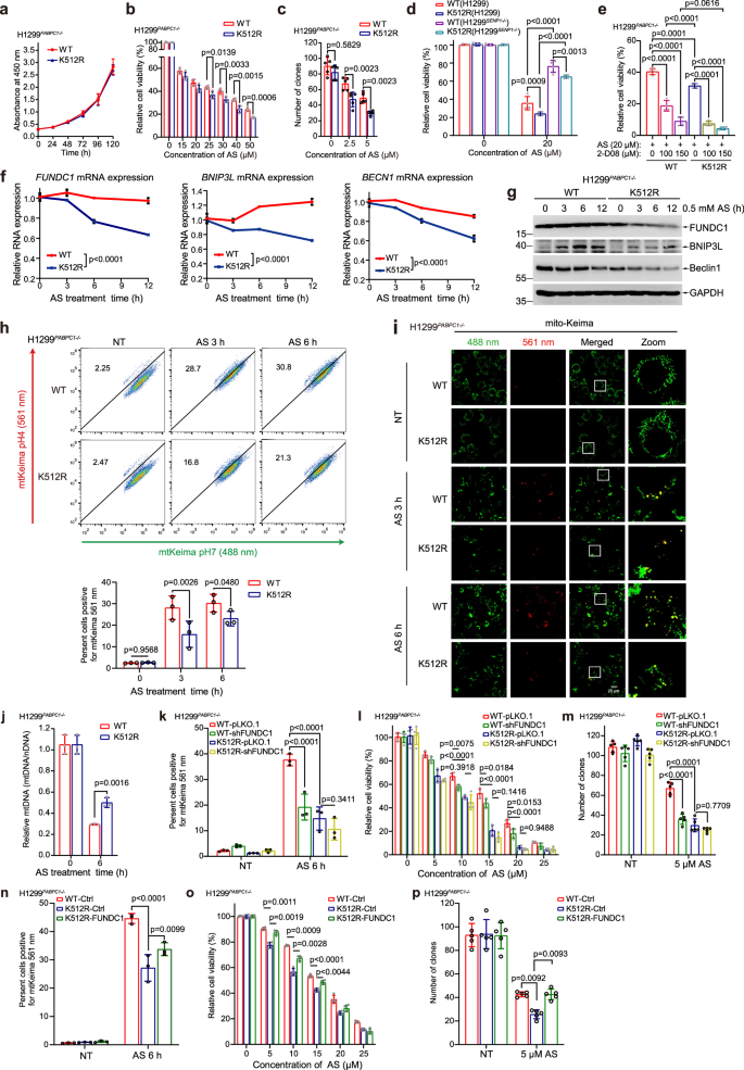 Fig. 7: SUMOylation of PABPC1 enhance mitophagy to promotes cell survival under stress condition.