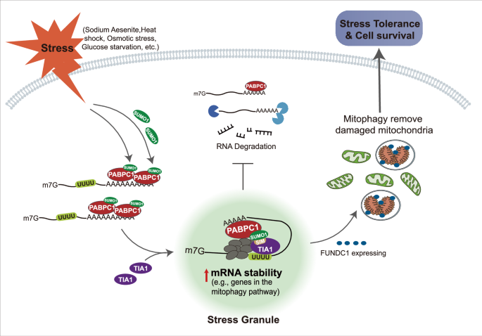 Fig. 8: Model illustrating the role of SUMOylated PABPC1 in stress tolerance.
