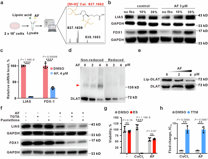 Fig. 5: Auranofin induces cuproptosis-like cell death by thiol exchange.