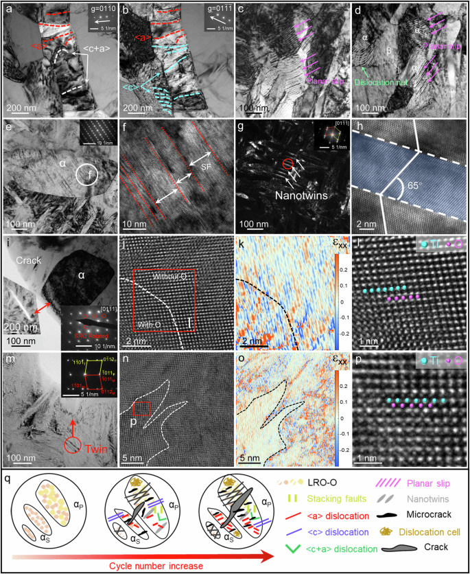 Fig. 5: Deformation characteristics after HCF fracture of the 0.36 O alloy.